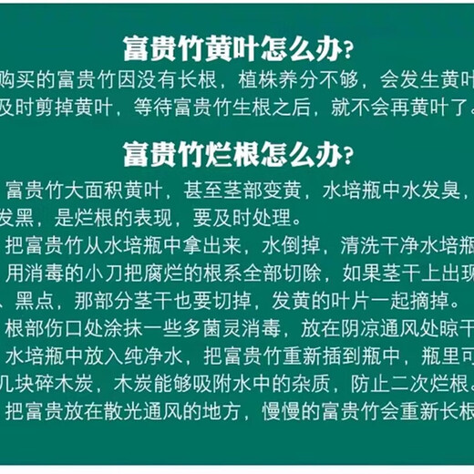 JIAHE Lucky Bamboo hydroponic plants in the living room to attract wealth Bamboo tall pothos green plants potted flowers indoor flowers new store promotion Lucky Bamboo 60-70cm 8-pack