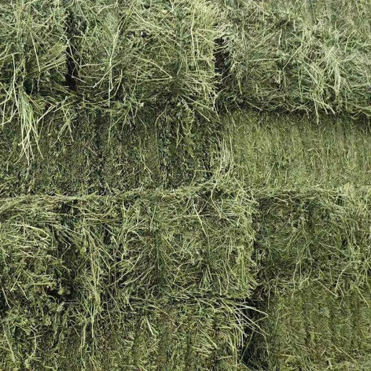Alfalfa hay, fodder for cattle, sheep and horses, alfalfa fodder for alpacas, large zoo feed, alfalfa 10kg