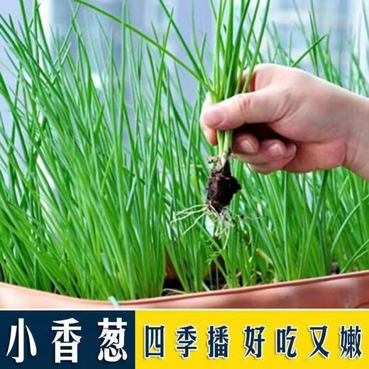 Onion, ginger, garlic, general soil cultivation, flower cultivation, nutrient soil, nursery soil, flowers, golden kudzu, special organic soil fertilizer, general nutrient soil 20Jin Jin equal to 0.5kg (mixed organic fertilizer)