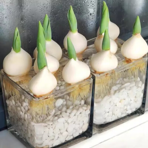 Imported Dutch hydroponic tulip bulbs, indoor and outdoor water-cultured flower plant pots, four-season cold-resistant five-degree balls, mixed color 5 balls (circumference 8-10cm) + nutrient solution