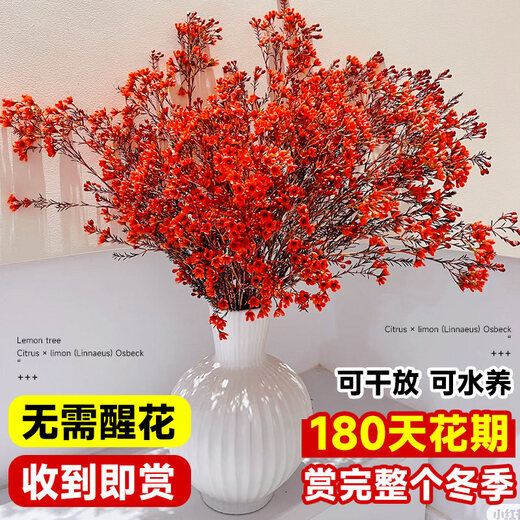Ding diced Australian wintersweet flowers hydroponically grown fresh branches and dry branches indoor flower arrangement New Year's Eve flower plants New Year real flowers fresh cut wintersweet red series festive red 5A grade Australian wintersweet-60-80cm 8 branches