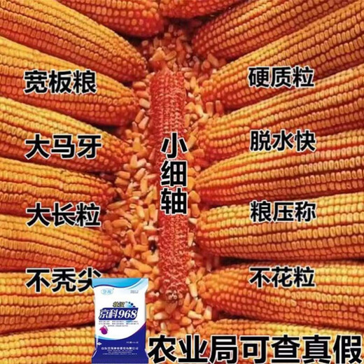 Семена кукурузы стабильноурожайные, короткостебельные, двустебельные, засухо- и переувлажненные, устойчивые к болезням и полеганию, Национальное одобрение Академии сельскохозяйственных наук, Shikoku Shenjingke 968/4000 зерна.