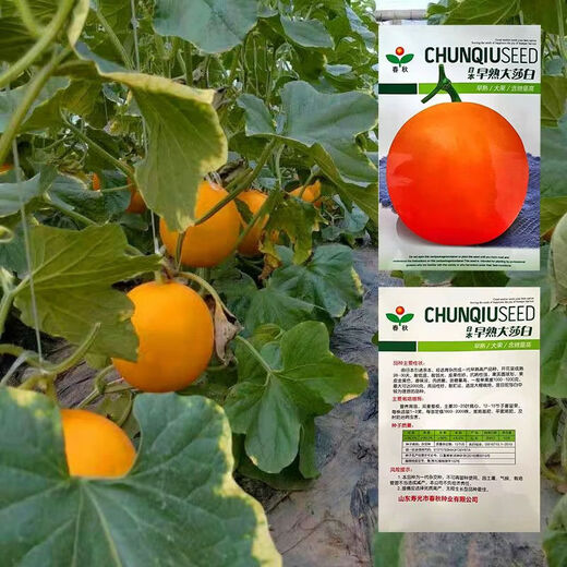 Red-Fleshed Sabai Melon Seeds, Golden Honeydew Melon Seeds, Elizabeth Melon Seeds, Hami Melon Fruit Seeds, Four Seasons, White-Fleshed Sabai Melon Seeds + Red-Fleshed Sabai Melon Seeds, 20 capsules each