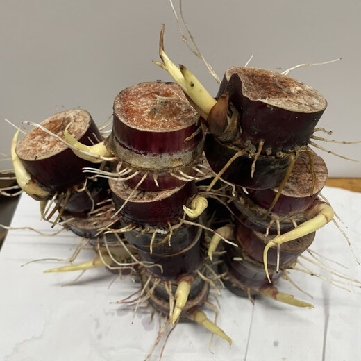 High-yielding middle section, authentic black-skinned sugarcane seedlings, thin-skinned sugarcane seedlings, purple-skinned and red-skinned sugarcane seeds can be planted in the north and south, black-skinned sugarcane section (30 buds preferred)