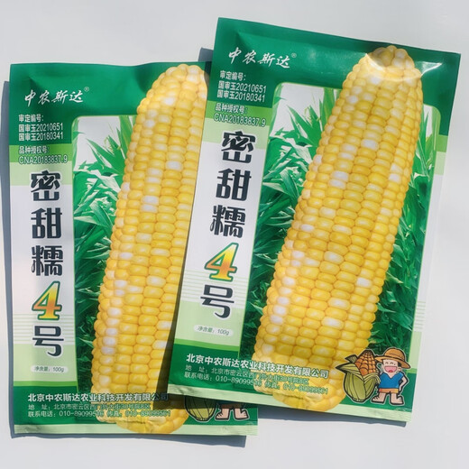 Large area sowing black and white yellow color sweet plus waxy super sweet fruit corn high yield and early maturity wholesale Mitiannuo No. 4 One Jin Jin is equal to 0.5 kg