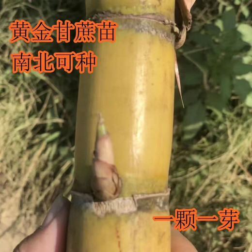 Yellow-skinned golden fruit sugarcane seedlings, four-season green-skinned farmhouse high-yielding Guangxi golden crispy, thin-skinned, sweet sugarcane with buds, 20 yellow-skinned seed sections (one bud per section)