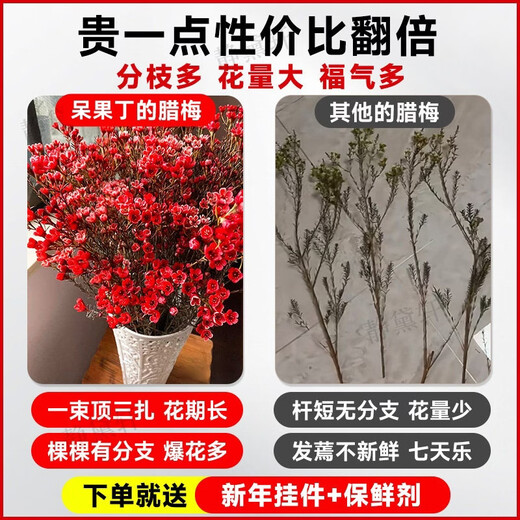 Ding diced Australian wintersweet flowers hydroponically grown fresh branches and dry branches indoor flower arrangement New Year's Eve flower plants New Year real flowers fresh cut wintersweet red series festive red 5A grade Australian wintersweet-60-80cm 8 branches