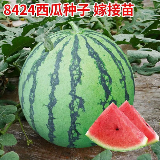 Explosive sweet Kirin watermelon seedlings 8424 soil seedlings ground potted high yield early maturing Midu seedless watermelon 8424 Kirin watermelon seedlings 6 pcs