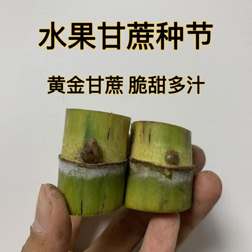 Yellow-skinned golden fruit sugarcane seedlings, four-season green-skinned farmhouse high-yielding Guangxi golden crispy, thin-skinned, sweet sugarcane with buds, 20 yellow-skinned seed sections (one bud per section)