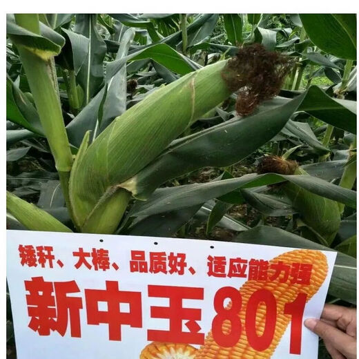 细辛新中玉801玉米种子 矮杆稳产大穗玉米种子饲料玉米种 新中玉801原装一公斤