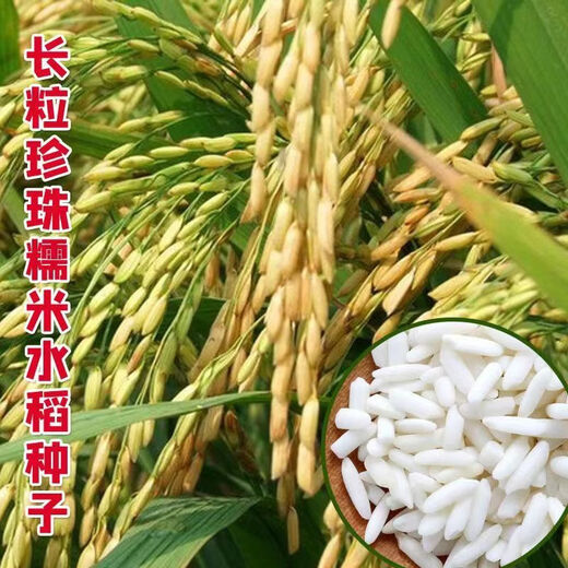 Long-grain glutinous rice seed Nuoliangyou No. 7 is suitable for mid-season rice cultivation in the middle and lower reaches of the Yangtze River. Nuoliangyou No. 7 500g/bag 500g/bag