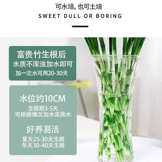 JIAHE Lucky Bamboo hydroponic plants in the living room to attract wealth Bamboo tall pothos green plants potted flowers indoor flowers new store promotion Lucky Bamboo 60-70cm 8-pack