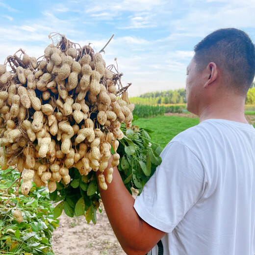 Оригинальные семена арахиса, новый сорт Академии сельскохозяйственных наук, тонкая скорлупа, очищенные вручную семена арахиса, крупнозернистые оригинальные семена, оригинальные семена Huayu № 25 в скорлупе, пробная посадка 5 семян.