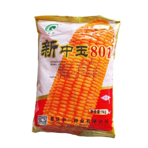 细辛新中玉801玉米种子 矮杆稳产大穗玉米种子饲料玉米种 新中玉801原装一公斤
