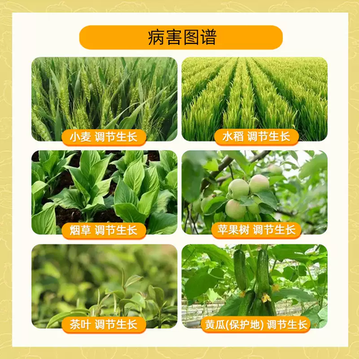 Bihuchi Inyi Brassica vegetable and flower antidote to damage, increase production, activate cells, plant growth regulator 6g