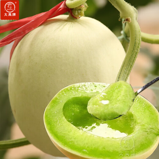 Dayu Jade Mushroom Melon Seeds White Skin Ice Cream Honey Sweet Melon Seeds Super Sweet Early Mature Xin Yugu F1 Melon Seeds 10 capsules