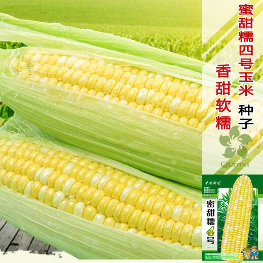 Сладкие клейкие красные семена кукурузы белого цвета желтые сладкие клейкие семена кукурузы северные и южные поля раннеспелые семена кукурузы мед сладкий клейкий рис № 1 оригинал 50г