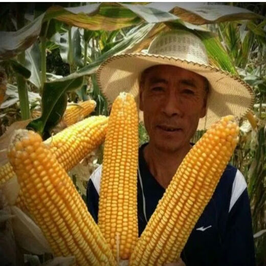 细辛新中玉801玉米种子 矮杆稳产大穗玉米种子饲料玉米种 新中玉801原装一公斤