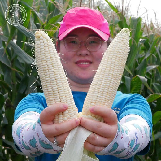 雪甜7401甜玉米种子爆汁珍珠牛奶玉米冰糖水果玉米春秋播玉米种孑 金苗雪甜7401玉米 40g原装*2袋