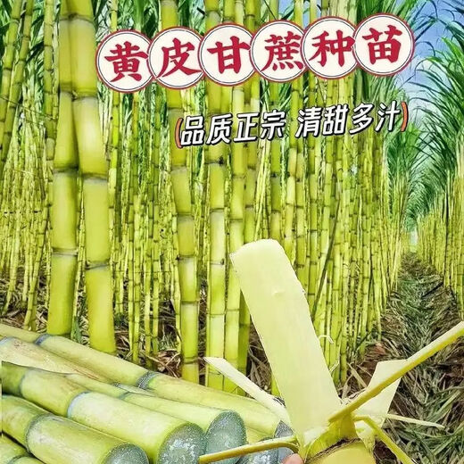 Yellow-skinned golden fruit sugarcane seedlings, four-season green-skinned farmhouse high-yielding Guangxi golden crispy, thin-skinned, sweet sugarcane with buds, 20 yellow-skinned seed sections (one bud per section)