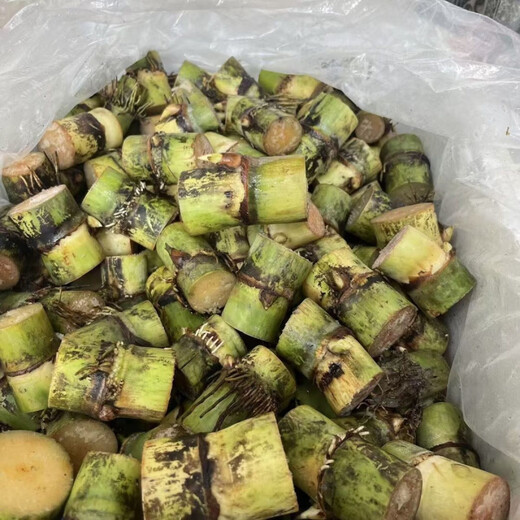 Yellow-skinned golden fruit sugarcane seedlings, four-season green-skinned farmhouse high-yielding Guangxi golden crispy, thin-skinned, sweet sugarcane with buds, 20 yellow-skinned seed sections (one bud per section)