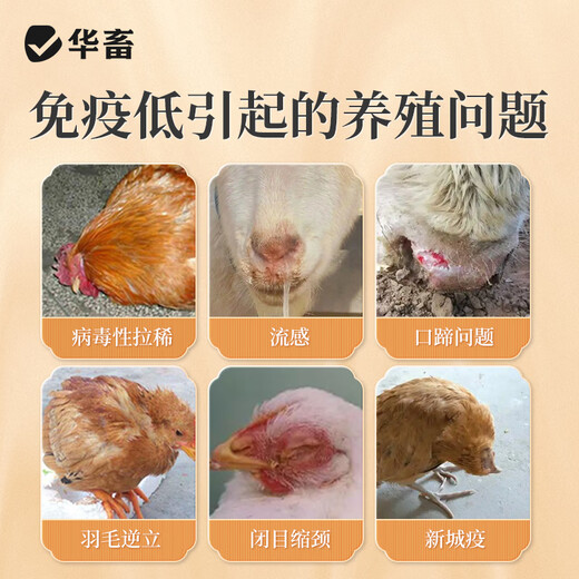 Hua livestock astragalus polysaccharide veterinary pigs, cattle, sheep, chickens, ducks and geese true astragalus to enhance immunity and anti-stress feed additive 2 barrels as low as 46.9/barrel Astragalus polysaccharide total 20Jin Jin is equal to 0.5kg