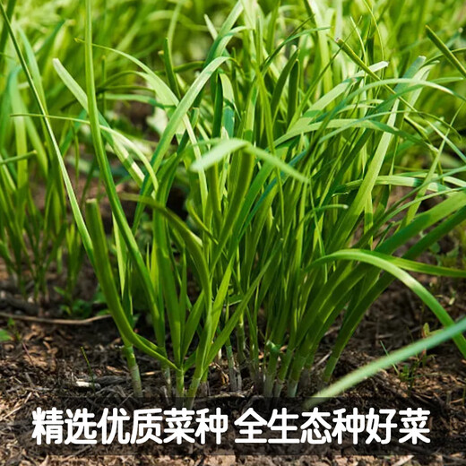 Fengming Yashi Shandong fine-leaf leek farmhouse old variety leek family balcony four-season vegetables small fine-leaf leek seeds 10g