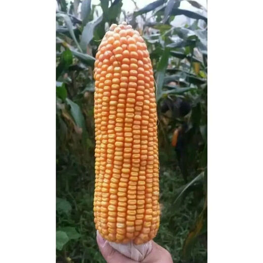 细辛新中玉801玉米种子 矮杆稳产大穗玉米种子饲料玉米种 新中玉801原装一公斤