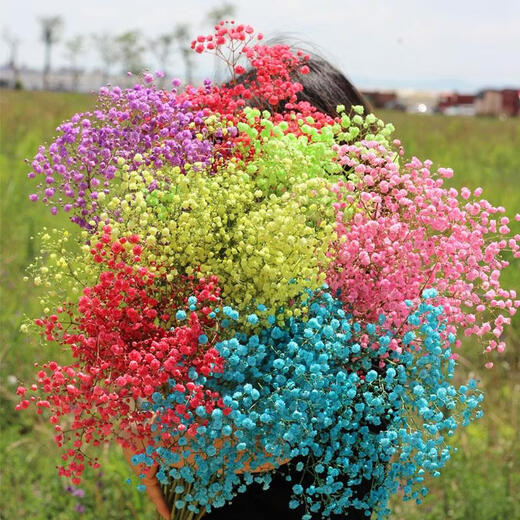 Aliento de bebé recién teñido muebles para el hogar Fábrica de aliento de bebé al por mayor de bajo nivel Escena de color personalizada Hierba del amante Gran aliento de bebé teñido de rojo Recién teñido Un Jin Jin es igual a 0,5 kg enviado