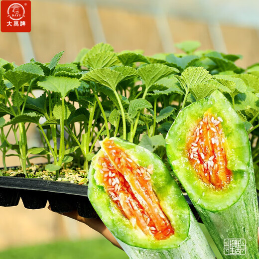 Dayu Boyang No. 9 melon seed seedlings collection, honeydew melon, eight-mile crispy melon seed old variety, 20 grafted horn honey melon seedlings