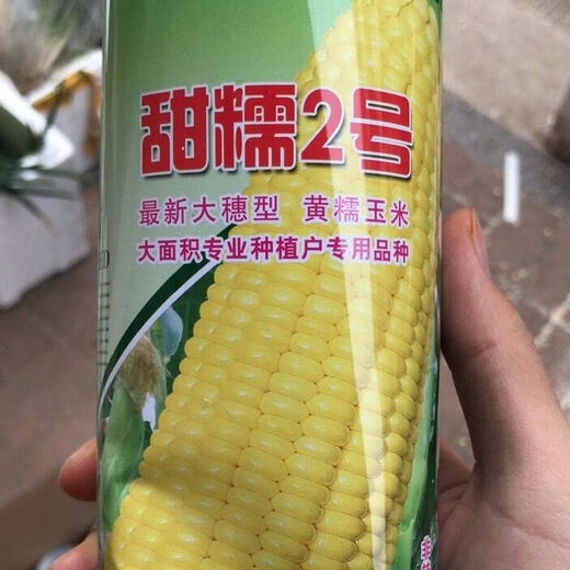 Large area sowing black and white yellow color sweet plus waxy super sweet fruit corn high yield and early maturity wholesale Mitiannuo No. 4 One Jin Jin is equal to 0.5 kg