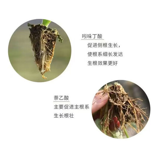 5% indolebutyric acid naphthalene acetic acid rooting powder plant growth regulator rooting agent fruit tree rooting liquid cuttings 5% indolebutyric acid naphthalene acetic acid 10g*50 bags