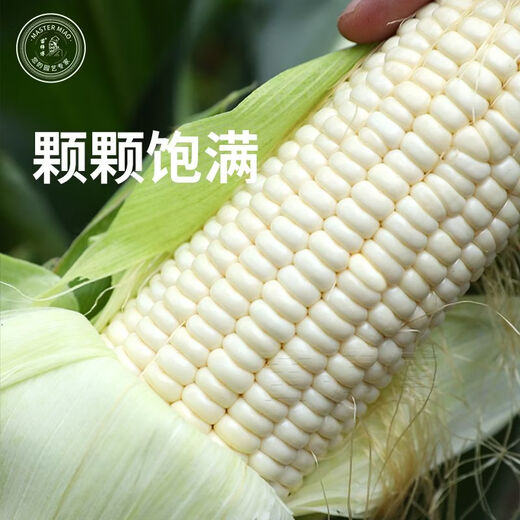 雪甜7401甜玉米种子爆汁珍珠牛奶玉米冰糖水果玉米春秋播玉米种孑 金苗雪甜7401玉米 40g原装*2袋