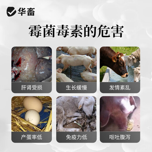 Huazhu veterinary mold removal agent for cattle, sheep and pigs, special biological mold removal net for corn, chicken and duck feed, mold removal additive for pregnant animals, 1 barrel, double-effect biological mold removal pioneer 10kg