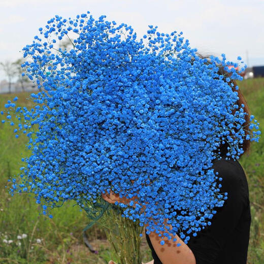 Aliento de bebé recién teñido muebles para el hogar Fábrica de aliento de bebé al por mayor de bajo nivel Escena de color personalizada Hierba del amante Gran aliento de bebé teñido de rojo Recién teñido Un Jin Jin es igual a 0,5 kg enviado