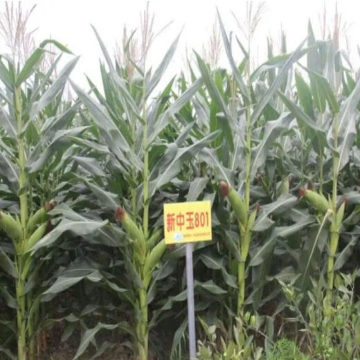 细辛新中玉801玉米种子 矮杆稳产大穗玉米种子饲料玉米种 新中玉801原装一公斤