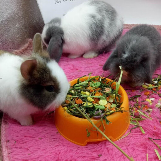 Rabbit, guinea pig, guinea pig, guinea pig grain mixed feed, rabbit grain contains VC, anti-coccidia, 5 Jin Jin is equal to 0.5 kg, 5 Jin Jin is equal to 0.5 kg, too much grass