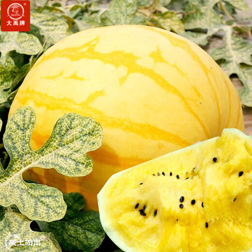 Dayu Yellow Heart Watermelon Seeds, Early Maturity, Yellow Skin, Red Flesh, Yellow Flesh, Special Xiaofeng Watermelon Seeds, Southern Fruit, Huang Meiren, Yellow Skin, Yellow Flesh Watermelon Seeds, 20 capsules, 3 bags