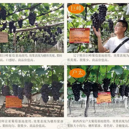 Guoguang Youlehong 8% ethylamine coloring increases root production, promotes cell division, preserves flowers and fruits, growth regulator 0.1% chlorfenuron 100ml