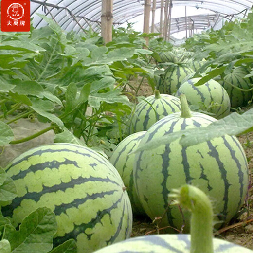 Dayu 8424 watermelon seeds are suitable for southern rock sugar unicorn melon seeds, early-maturing and thin-skinned rock sugar unicorn melon watermelon seeds, 30 capsules x 2 bags
