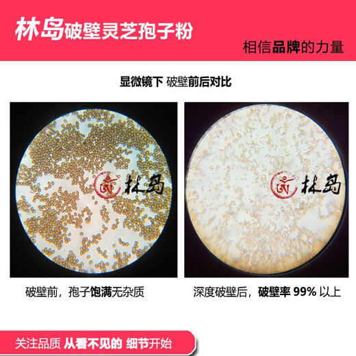 Lindao Blue Hat Health Brand Lindao Brand Broken Ganoderma Sporenpulver Triterpen 20,8 Changbai Mountain Road Pulver zur Stärkung der Immunität 250 g (1 Packung)