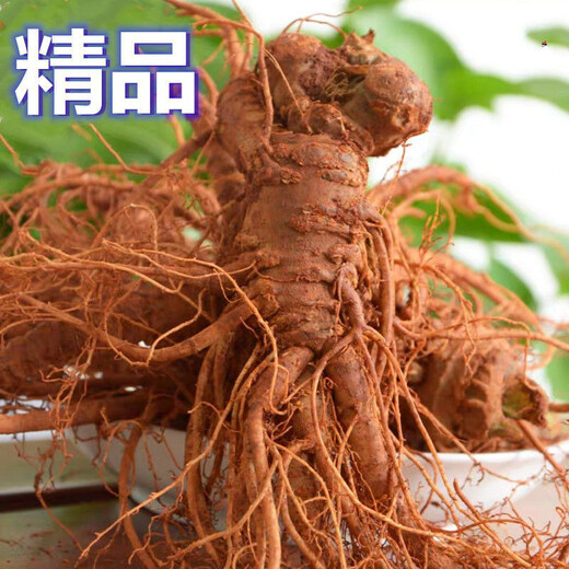 Notoginseng de panax frais Sélection du Yunnan Wenshan Panax notoginseng avec des racines Champs Freshs Wine Schec 250g 500g [Cinq ans Sélection de panax frais notoginseng] 4 Total 500g