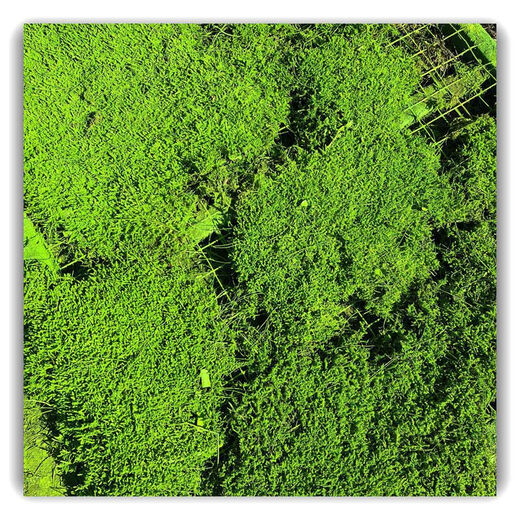 Moss gray moss dry landscape moss ball soft decoration indoor moss maintenance-free no watering green moss natural green gray moss light green 1 square meter