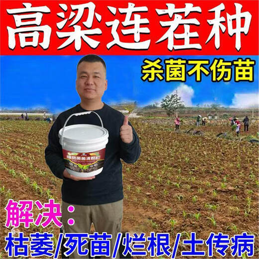 Cat sorghum field anti-heavy cropping soil-borne disease agent is sprayed directly to condition the soil to resist heavy stubble and solve root rot. Sorghum soil agent_sorghum field anti-heavy cropping 2 barrels