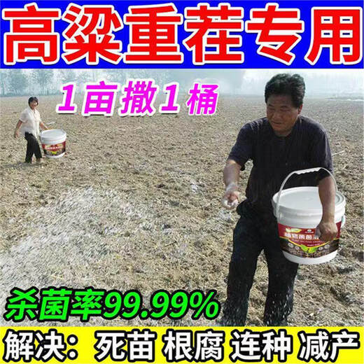 Cat sorghum field anti-heavy cropping soil-borne disease agent is sprayed directly to condition the soil to resist heavy stubble and solve root rot. Sorghum soil agent_sorghum field anti-heavy cropping 2 barrels