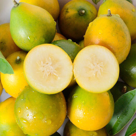 Spicy Youth Kumquat VC Guangxi Smooth Skin Kumquat Seedless Seasonal Fruit Crispy Kumquat Green and Yellow Skin Sweet and Not Numbing Net Weight 5Jin Jin is equal to 0.5kg