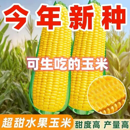 Jingxi Fruit Corn Seeds Super Sweet, Heat Resistant, High Yield Extra Large Sweet Corn Seeds for Field Balcony Planting, Black Waxy Corn Seeds 200-2 Packs Guaranteed