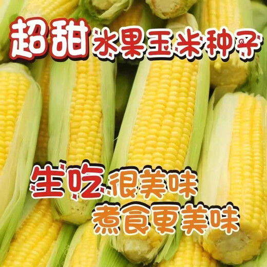 Jingxi Fruit Corn Seeds Super Sweet, Heat Resistant, High Yield Extra Large Sweet Corn Seeds for Field Balcony Planting, Black Waxy Corn Seeds 200-2 Packs Guaranteed