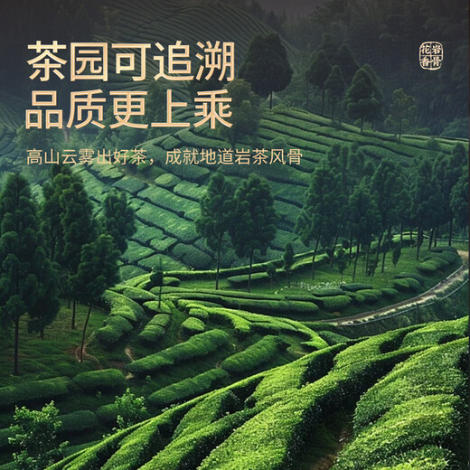 Zhenchashi Oolong Tea Wuyi Rock Tee Dahongpao Special 500g mittelfeuer Geschenkbox Wuyishan Zimt Tee Festival Geschenk