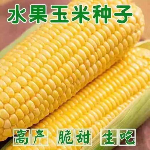 Jingxi Fruit Corn Seeds Super Sweet, Heat Resistant, High Yield Extra Large Sweet Corn Seeds for Field Balcony Planting, Black Waxy Corn Seeds 200-2 Packs Guaranteed